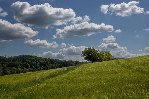 Fresh green meadow in a late spring. Trees in the background. Bright blue sky and white clouds. Brnicko, Moravia, Czech republic.