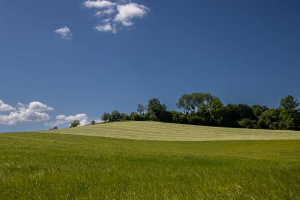 Fields and trees in a green hilly grassy landscape under a blue sky in sunlight in summer, Voeren, Limburg, Belgium, June, 2024
