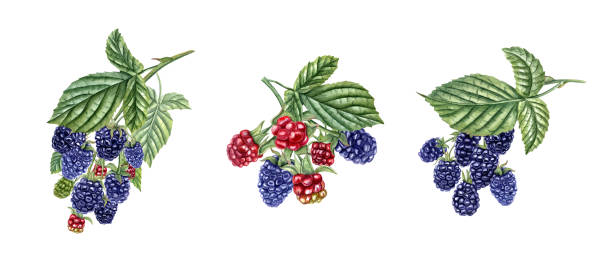 Ripe and unripe Blackberries. Bramble branch with leaves. Forest and garden berries. Wild berry. Red and navy Dewberry. Watercolor botanical illustration isolated on white. For package, cookbook. Ripe and unripe Blackberries. Bramble branch with leaves. Forest and garden berries. Wild berry. Red and navy Dewberry. Watercolor botanical illustration for package, cookbook thorn bush stock illustrations