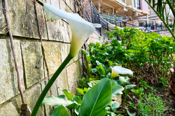 Calla Lily flower on the city lawn