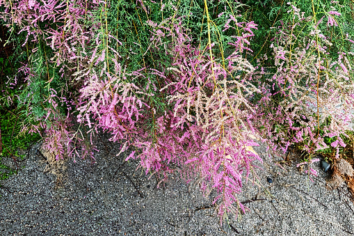 Pink flowers of miscanthus grass (Miscanthus floridulus (Lab.) Warb. ex Schum. et Laut.)