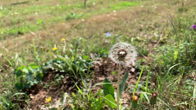 Close-up of movement dandelions with seeds on meadow natural background, Blooming field of delicate white soft fluffy dandelion seeds in green grass on beautiful meadow.