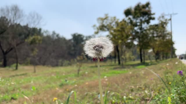 Close-up of movement dandelions with seeds on meadow natural background, Blooming field of delicate white soft fluffy dandelion seeds in green grass on beautiful meadow.