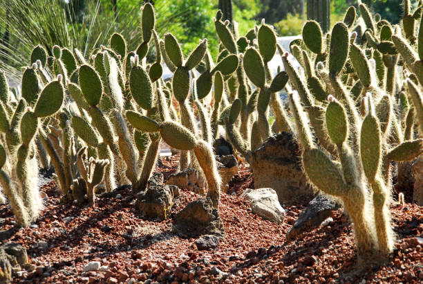 istock nopales or cacti in their environment, Mexican nopal 2084416871