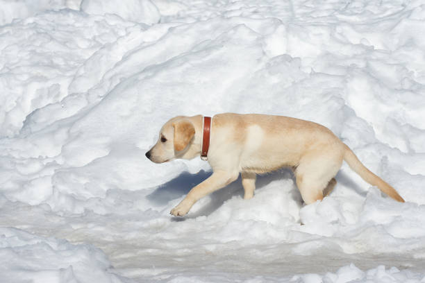 Happy labrador puppy having fun outdoors during foggy winter day
