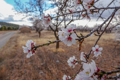 Almond trees with white beautiful flowers, farmland rural landscape in winter Teruel Aragon Spain