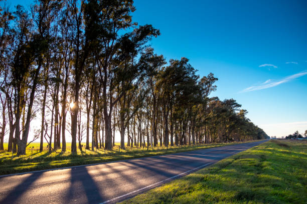 istock hay plantation made up with hay rolls 2084443495