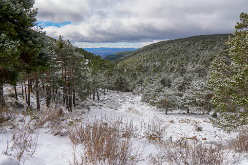 Marvelous winter landscape in the Gudar mountains with snow covered pine trees. Frosty outdoor scene in Alcala de la Selva Teruel Aragon Spain