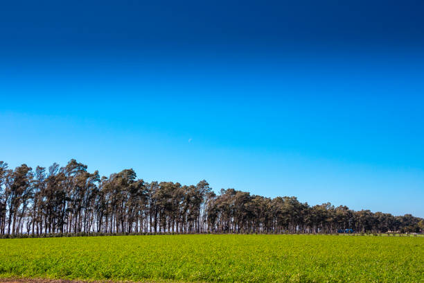 phenosis rollswith hay plantation made up with hay rolls