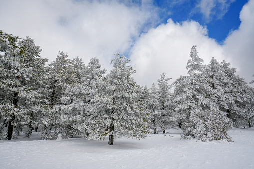 Marvelous winter landscape in the Gudar mountains with snow covered pine trees. Frosty outdoor scene in Valdelinares Teruel Aragon Spain