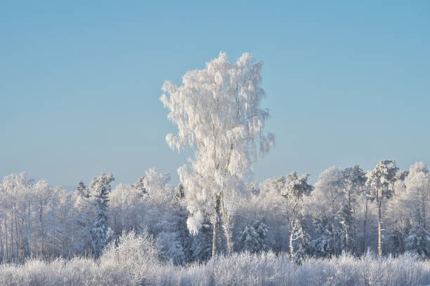 Beautiful winter landscape. Trees covered with frost.