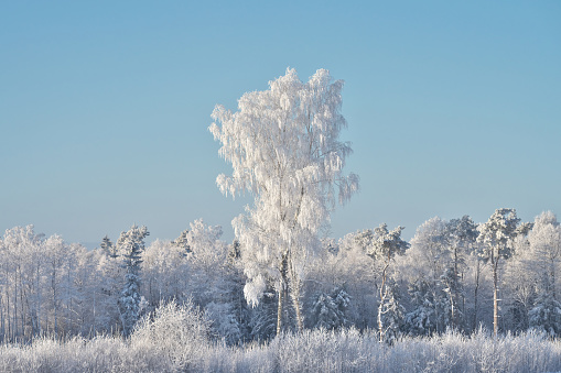 Spectacular snow covered tree on mountain Mount Buffalo Victoria