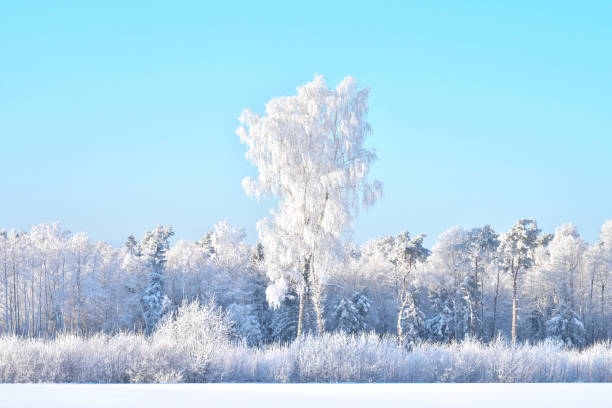 istock Beautiful winter landscape. Trees covered with frost. 2084457293