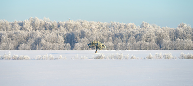Beautiful winter landscape. Trees covered with frost. Lonely pine tree in a snowy field. Panoramic photography.