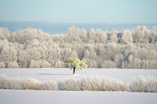 Foggy winter landscape. Snow covered trees.