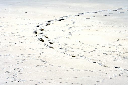 human footprints and animal footprints in the snow on a frozen pond in winter.