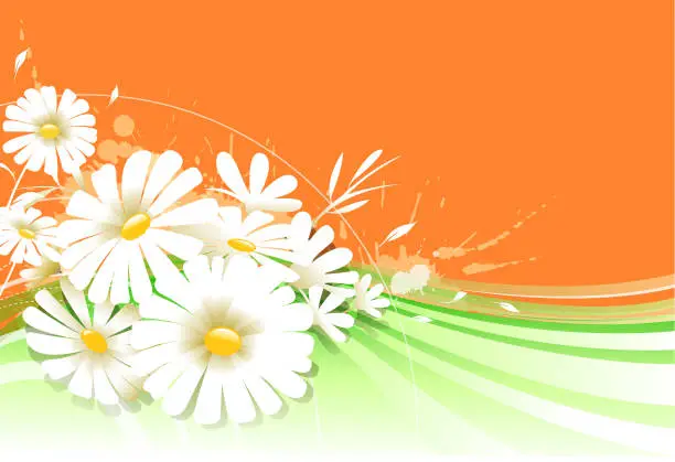 Vector illustration of daisy season