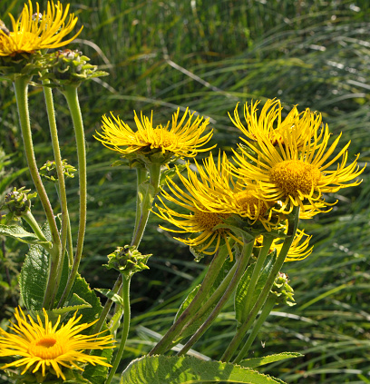 The valuable medicinal plant inula helenium grows in the wild