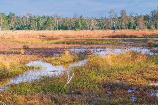 a bog in autumn with foliage coloring of trees