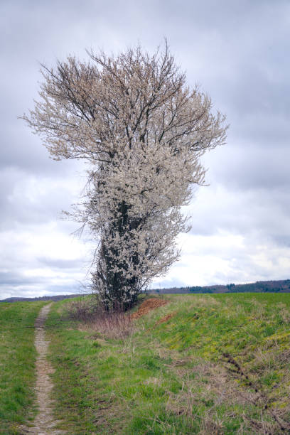 a single beautiful, white blooming hawthorn in the meadow in spring a single beautiful, white blooming hawthorn in the meadow in spring hawthorn maple stock pictures, royalty-free photos & images