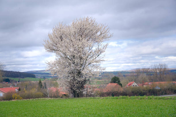 a single beautiful, white blooming hawthorn in the meadow in spring a single beautiful, white blooming hawthorn in the meadow in spring hawthorn maple stock pictures, royalty-free photos & images