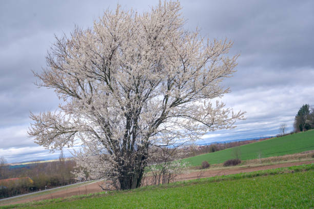 a single beautiful, white blooming hawthorn in the meadow in spring a single beautiful, white blooming hawthorn in the meadow in spring hawthorn maple stock pictures, royalty-free photos & images