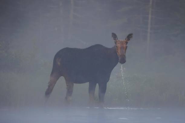 istock A female moose feeds in the fog 2084486013