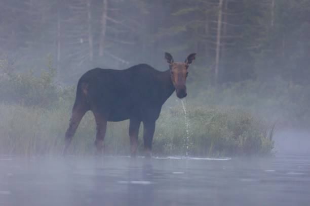 istock A female moose feeds in the fog 2084486553