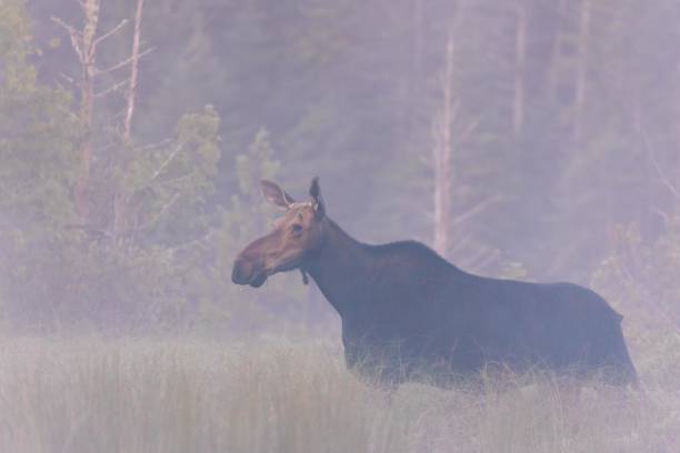 istock A female moose feeds in the fog 2084487064