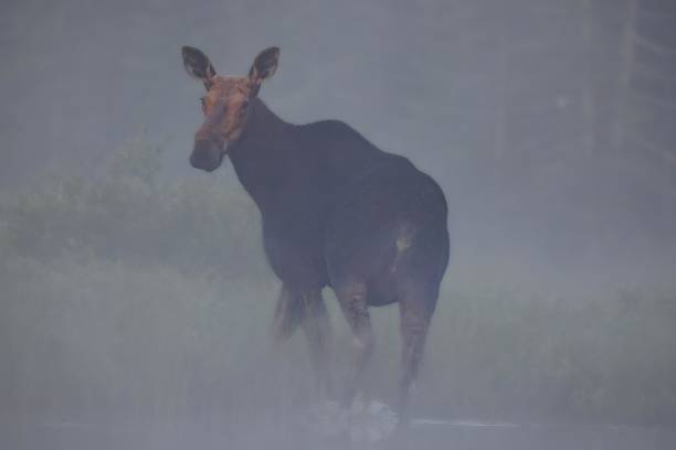 istock A female moose feeds in the fog 2084487608