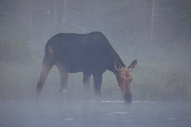istock A female moose feeds in the fog 2084488148