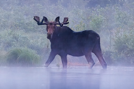 A bull moose in full velvet stands in the water on the edge of a mountain in early morning fog.