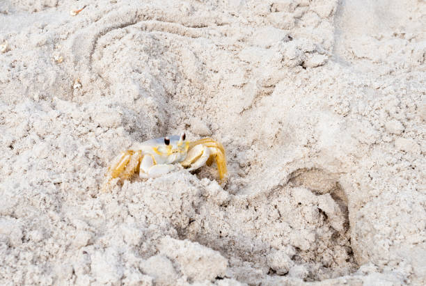 Florida ghost crab