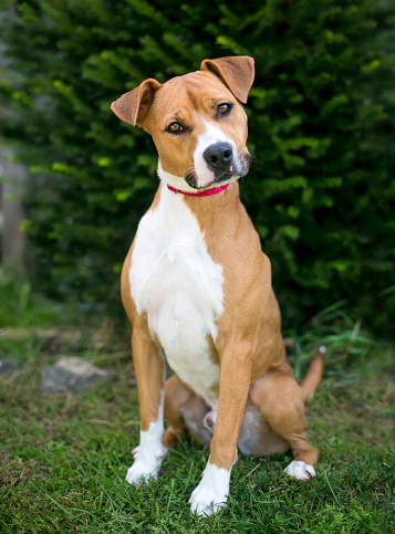 A red and white Terrier mixed breed dog with floppy ears listening with a head tilt