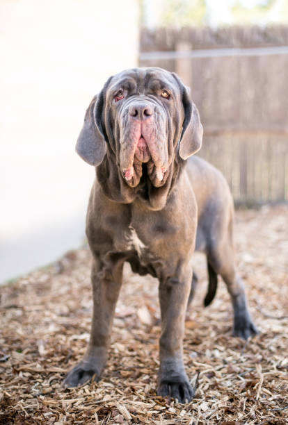 istock A Neapolitan Mastiff dog with ectropion 2084496703