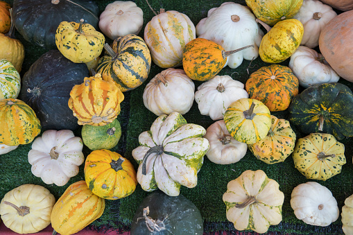 Pumpkins - autumn season. View of colorful autumn pumpkins in a wicker basket. Halloween and Thanksgiving decor