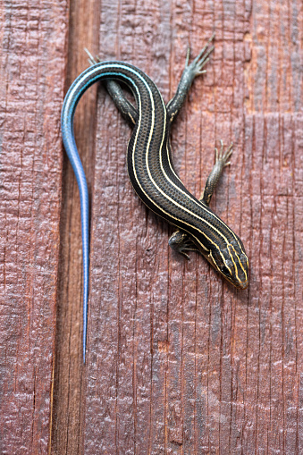 blue-tailed skink on redwood siding