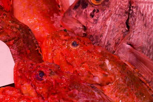 fish market with many different fresh fishes