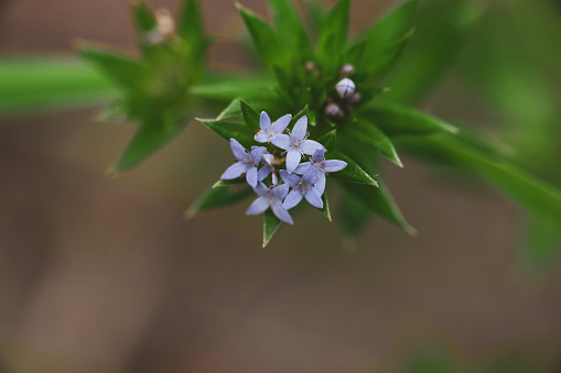 Wild violet weed