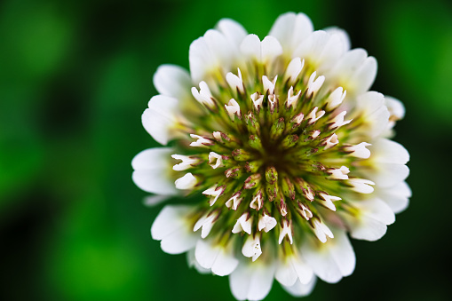 White clover flower macro closeup