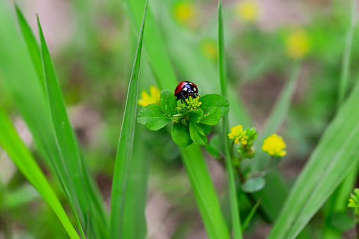 Ladybug on grass weeds