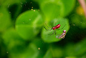 Red sheetweaver spider