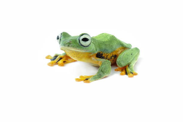 istock flying tree frog isolated on white, Rhacophorus reinwardtii 2084572424