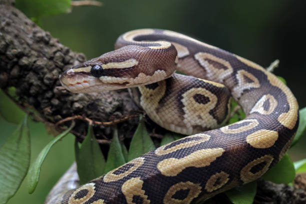 zbliżenie węża pytona kulistego na gałęzi - snake animal young animal crawling zdjęcia i obrazy z banku zdjęć