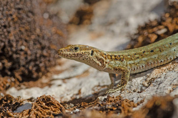 istock Anatololacerta on the rock in the wild. 2084575581