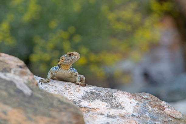 grey hardun lizard (laudakia stellio) on a rock in its natural habitat. - stellion стоковые фото и изображения