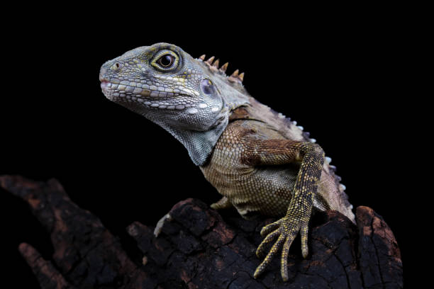 Close-up of a hypsilurus magnus forest dragon lizard sitting on a wood in the dark dragoon mountains photos stock pictures, royalty-free photos & images