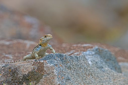 Grey hardun lizard (Laudakia stellio) on a rock in its natural habitat.