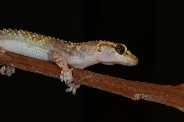 istock Close-up of Hemidactylus turcicus on a branch . 2084579277