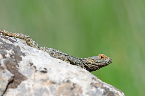 istock Grey hardun lizard (Laudakia stellio) sunbathing on a rock in its natural habitat. 2084580885